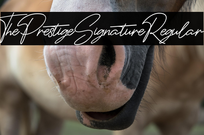 ThePrestigeSignatureRegular Example 3