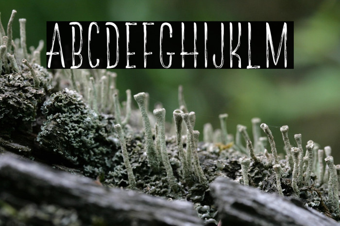 TheRedlightLineFree Example 3