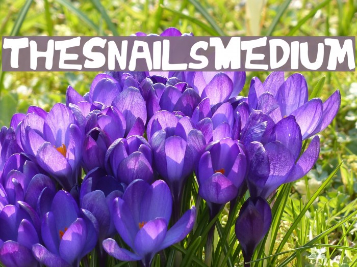 TheSnails-Medium Font examples