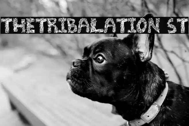 TheTribalation St フォント examples