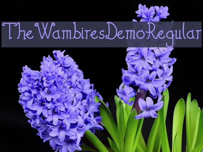 TheWambiresDemoRegular Example 1