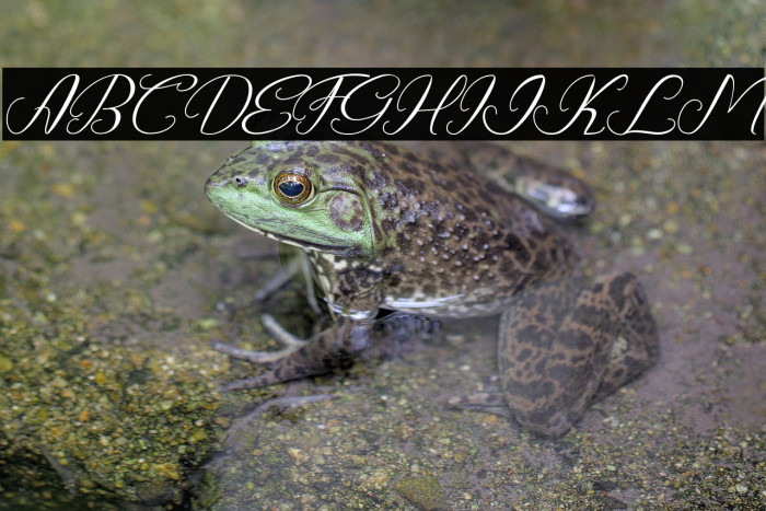 The_Khallid Example 1