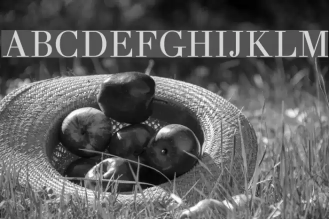 Theano Didot Regular Font examples