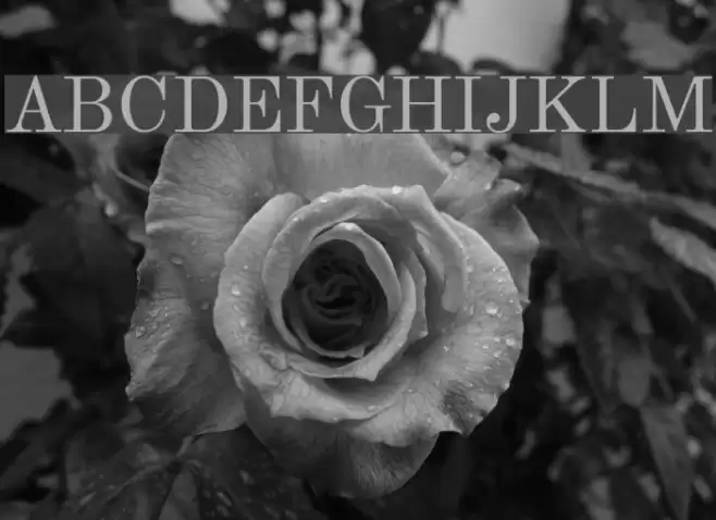 Theano Modern Regular Font examples