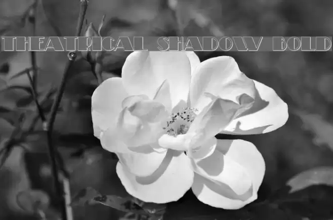 Theatrical Shadow Bold Polices examples
