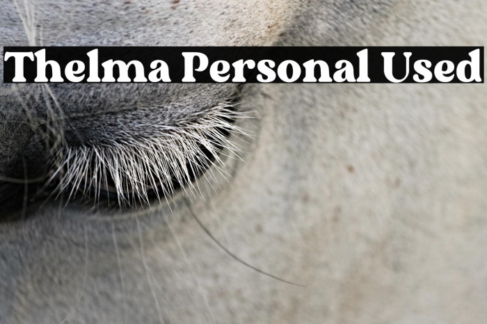 Thelma Personal Used Example 1