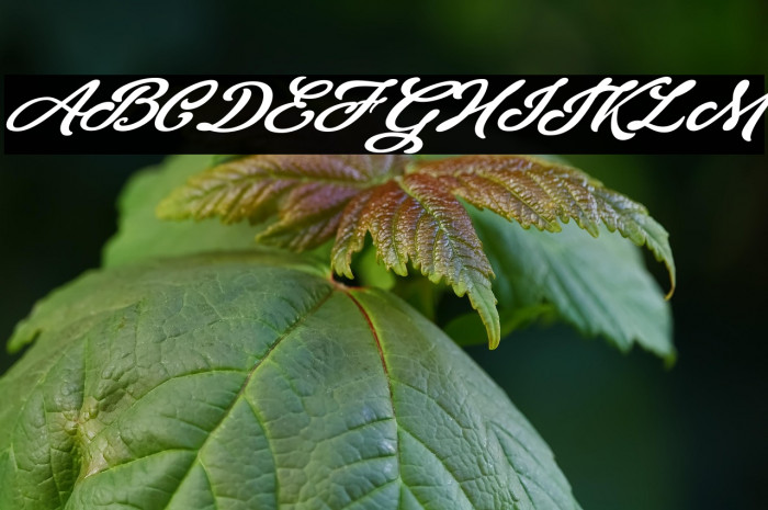 Theodora Personal Use Regular Example 3