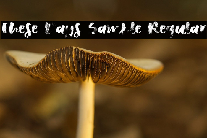 These Days Sample Regular Example 1