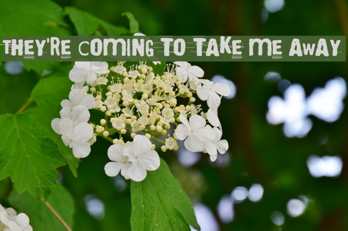 They're coming to take me away Font examples