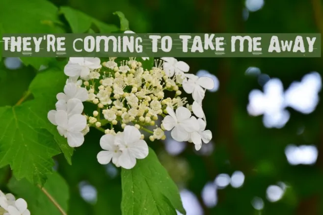 They're coming to take me away Example 2