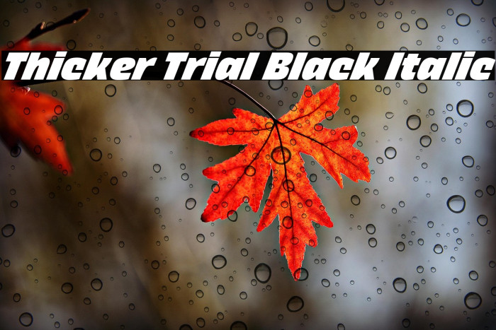 Thicker Trial Black Italic Example 2