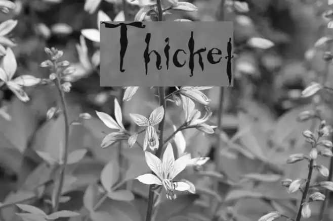 Thicket Font examples