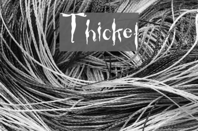 Thicket Font examples