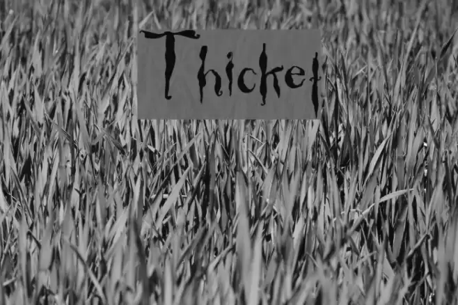 Thicket Font examples