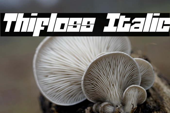 Thifloss Italic Example 1