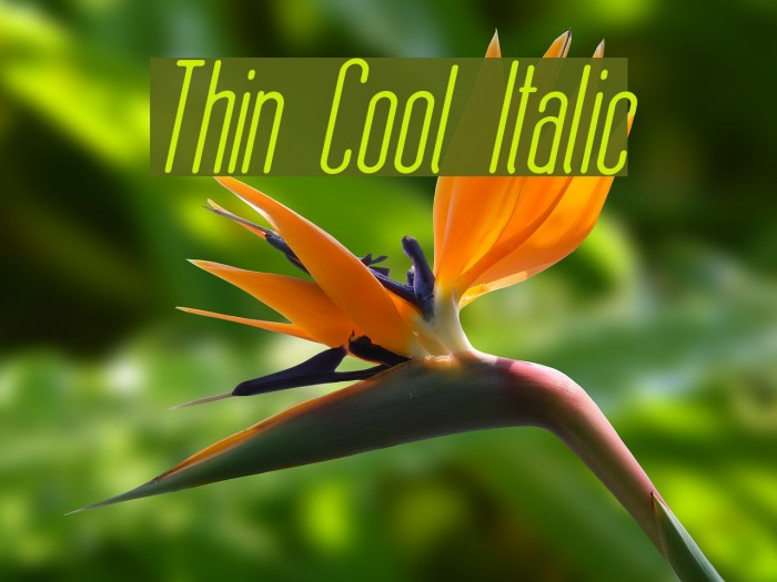 Thin Cool Italic Font examples