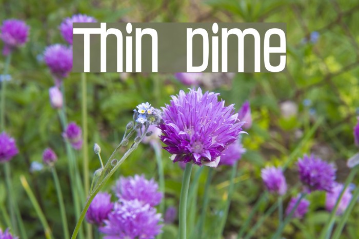 Thin Dime フォント examples