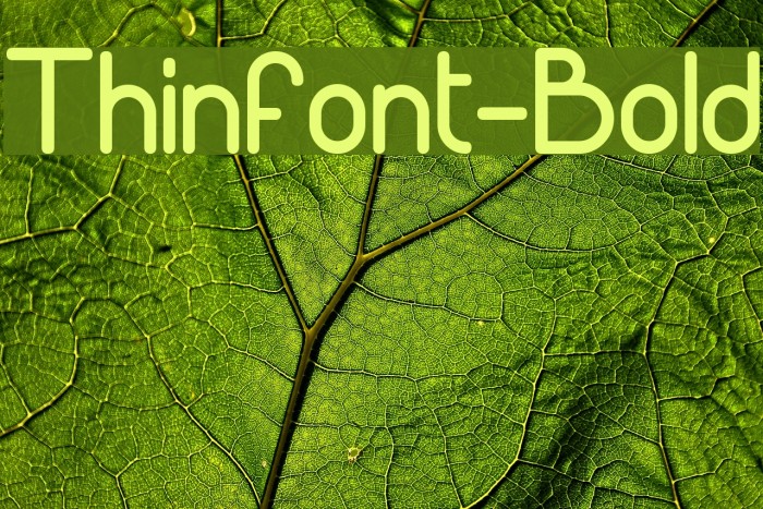 Thinfont-Bold フォント examples