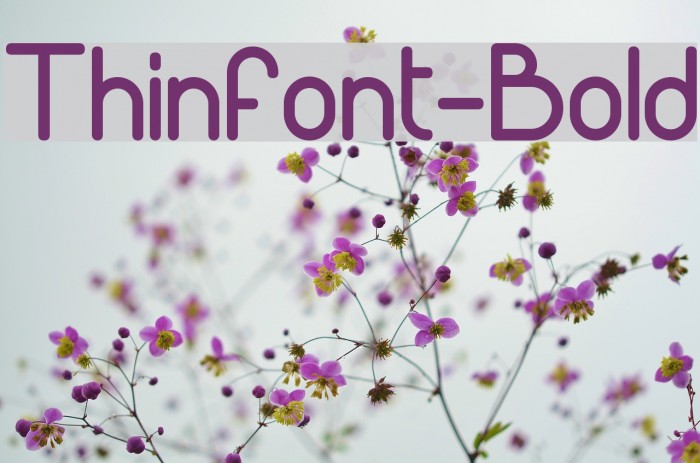 Thinfont-Bold フォント examples