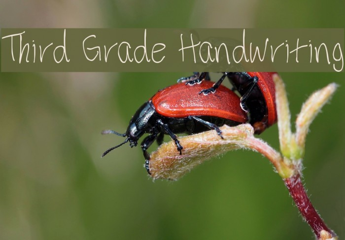 Third Grade Handwriting Font examples