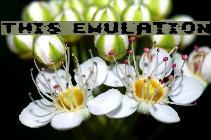 This Emulation Font examples