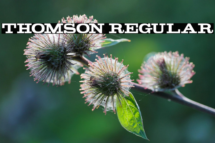 Thomson Regular Example 2