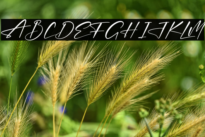 Thomson Signate Example 2