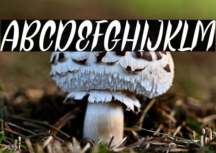 Thor Matter Italic Example 3