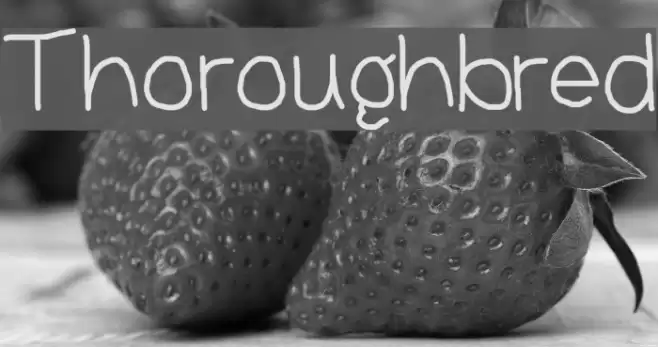 Thoroughbred Font examples