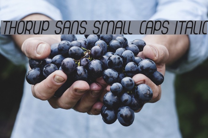 Thorup Sans Small Caps Italic Font examples