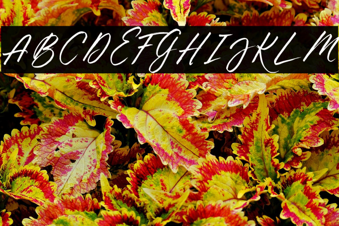 ThousandBrightsDemo Example 2