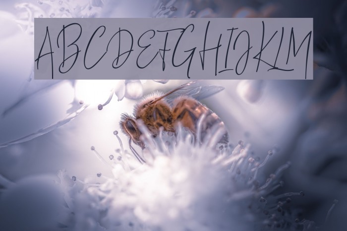 ThousandScript Font examples