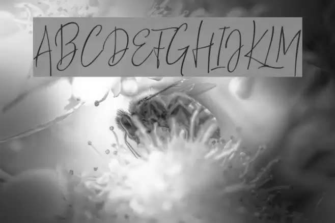 ThousandScript Font examples