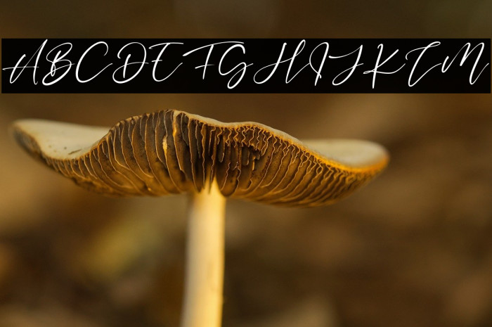 ThreeSignature Example 1