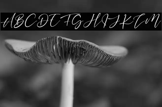 ThreeSignature Font examples