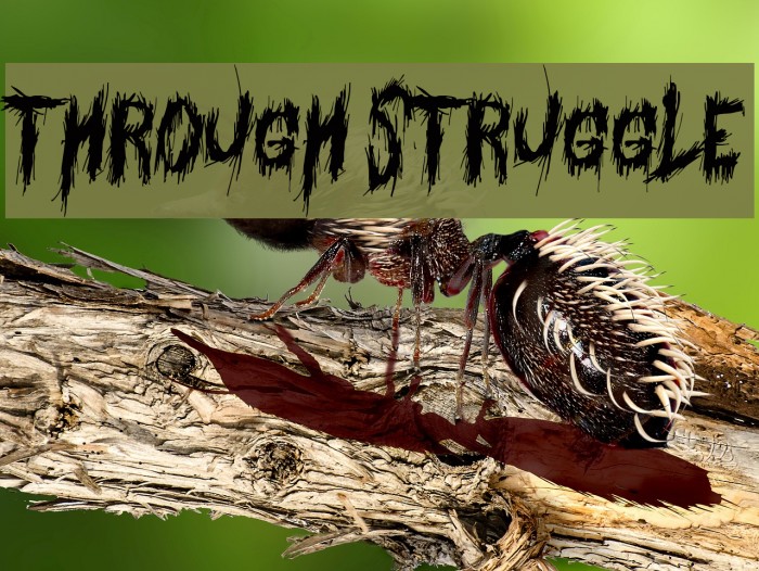 Through Struggle Font examples
