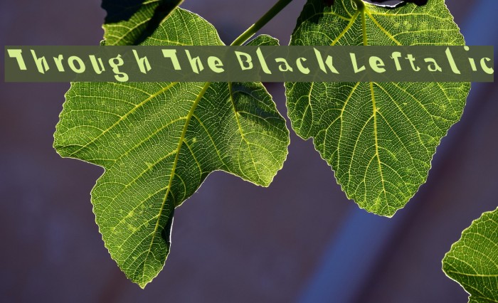 Through The Black Leftalic Шрифта examples