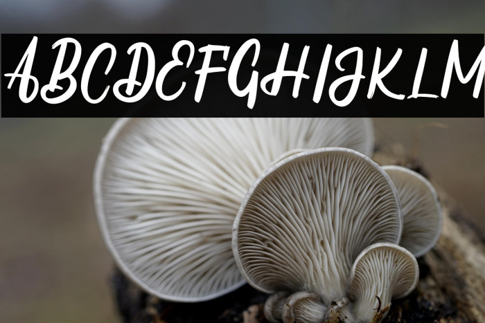 ThrucyFREE Example 1