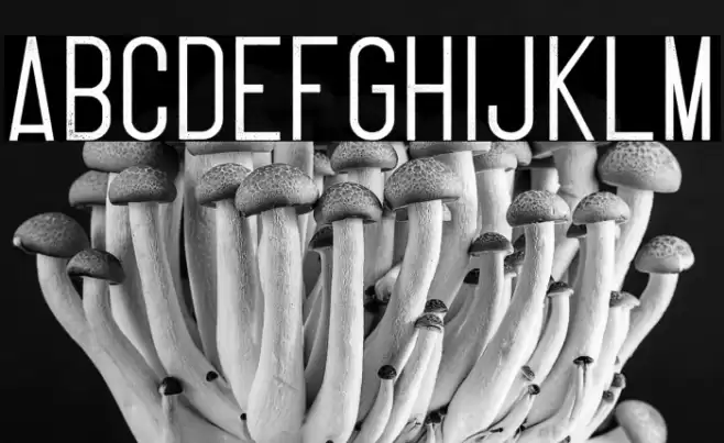 Thruster Regular Font examples