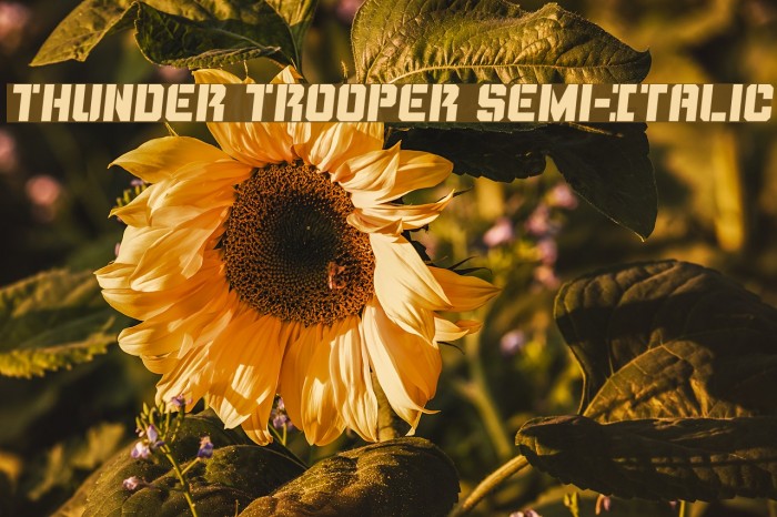 Thunder Trooper Semi-Italic Example 2