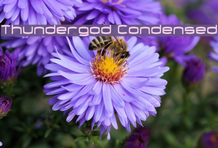 Thundergod Condensed Font examples