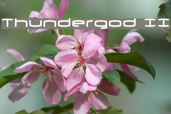 Thundergod II Font examples