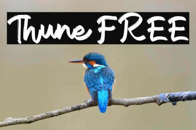 Thune FREE Example 1