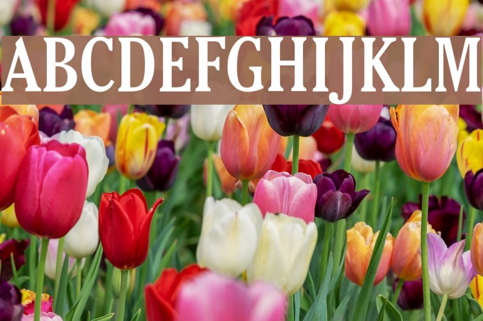 Thyssen J Font examples