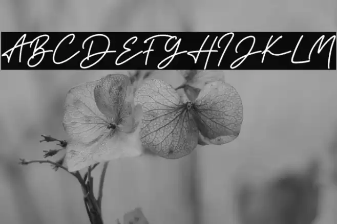 the Strong Signature Font examples