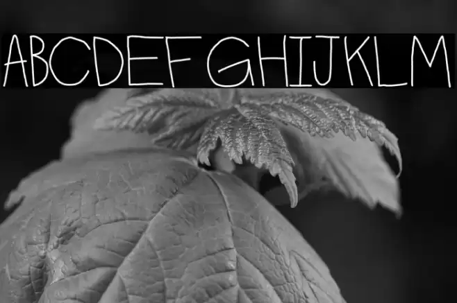 the do Font examples