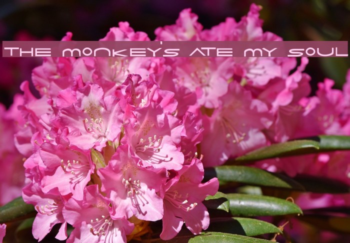 the monkey's ate my soul Font examples