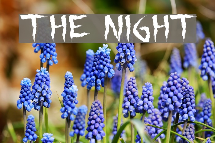 the night Font examples