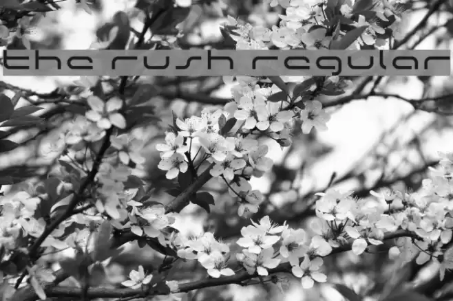the rush Regular Font examples