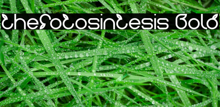 thefotosintesis Bold Font examples